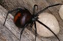 Latrodectus_hasselti_D3630_Z_85_Hamelin pool_Australie
